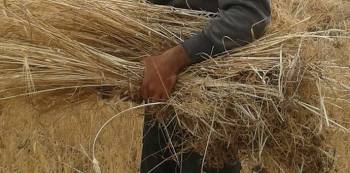 11230225_589125827857473_2123210224251049358_n