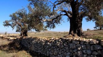 12355078_1653956254887805_221027568_n