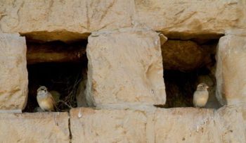 10610810_759153154154681_6597766245692558362_n