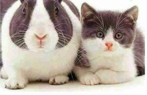 10922417_10153080263861015_2101738666831213240_n