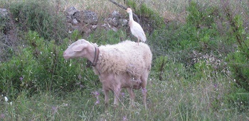 10922856_1593521227533121_4725587770434805185_n