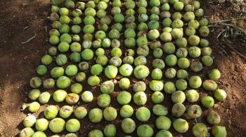 11218958_489904731188297_2579816424668622425_n