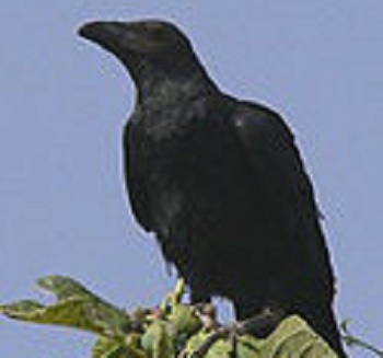 350px-brown-necked_raven1