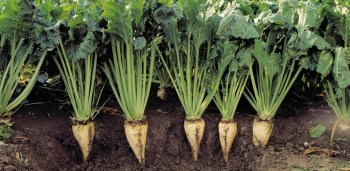07lineofsugarbeet