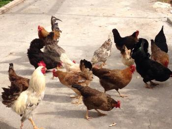 11084254_10155380686140263_3734673331055565604_n