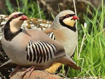 10987457_390476667789118_5766779632208314836_n