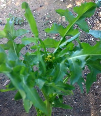 12717570_10204118370599098_6062293815368545396_n