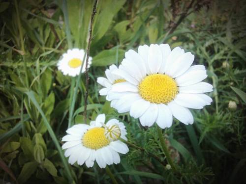 10329014_1097564020257802_4688356687638650159_n