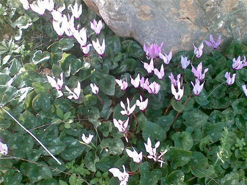 10416578_809064752483454_5571554261615762354_n