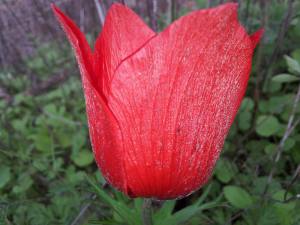 الحنونة الحمراء 