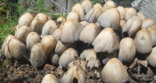 11154875_453728671468601_824172669853589596_o