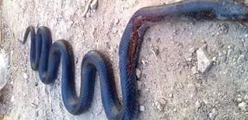 11657468_1660618220823421_1882929327_n