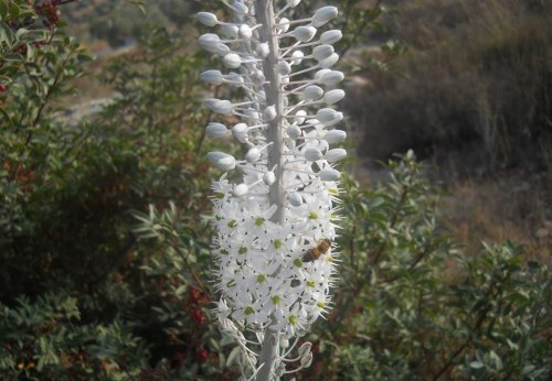 زهرة الخريف