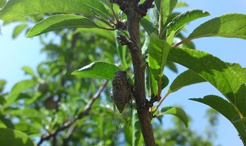 1504150_1652762351609008_9167712554389523902_n