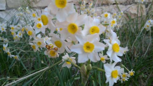 زهرة النرجس