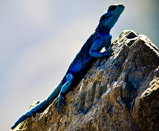 4476594603_480201db0a