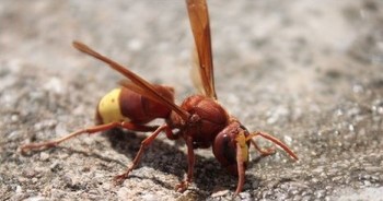 _50278928_mattipaavola