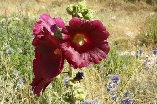 d8b9d98ad988d986-d8a7d984d8a8d982d8b1d8a9