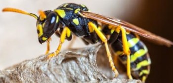 ماذا_يفرز_الدبور