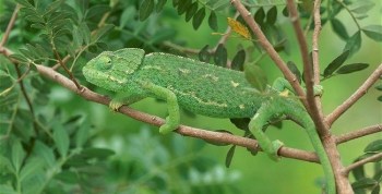 mediterranean-chameleon-walking-along-branch
