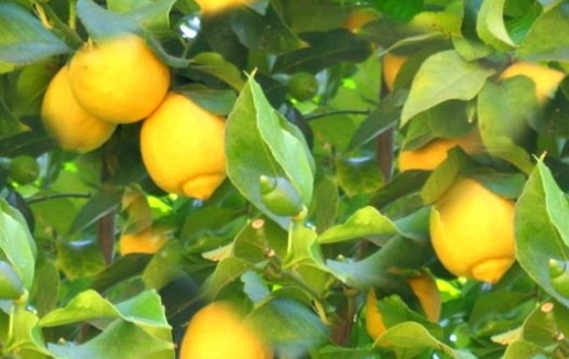01-lemon-tree-background