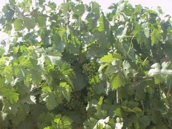 08133433581317454737512103074246