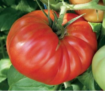 21006_872199616179019_7930587675647235425_n