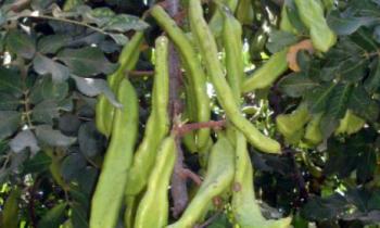 717شجرة خروب