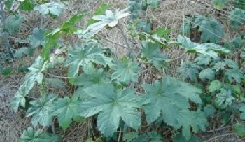 d986d8a8d8a7d8aa-d8a7d984d8aed8b1d988d8b9-d8a7d984d8a8d8b1d98a