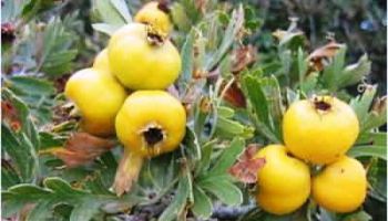 ok-iraq_1385133544_400