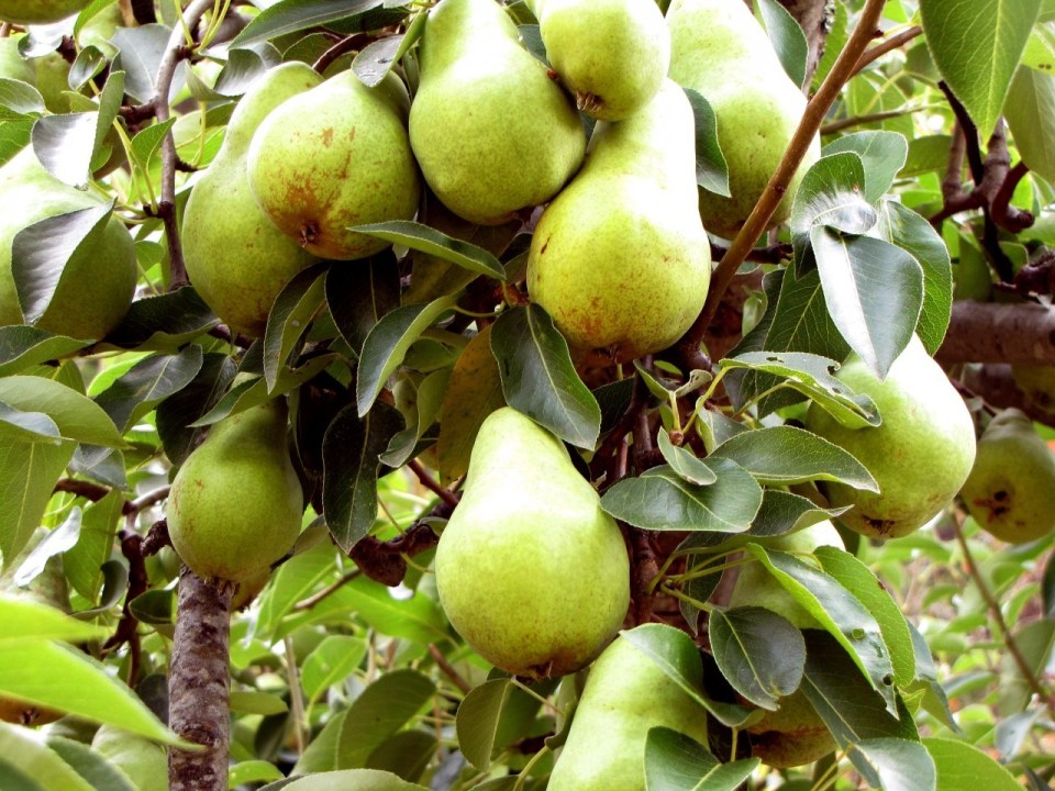 pear1