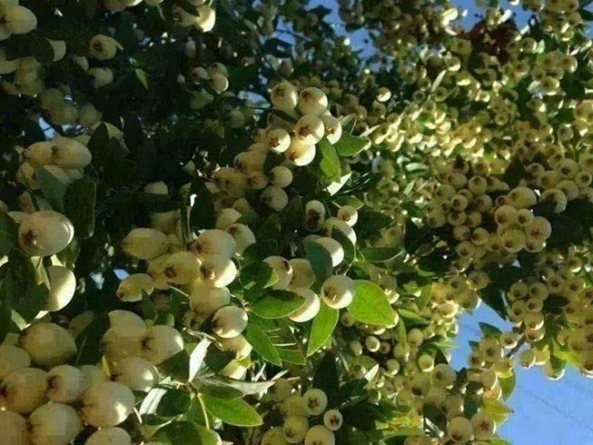 11889497_174456186219460_8370597504465436854_n