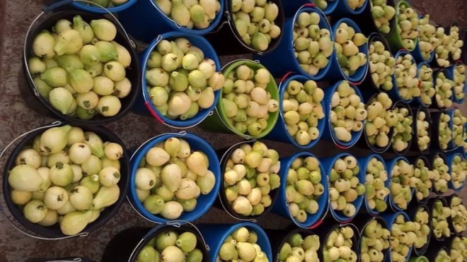 11954634_932802433456994_5087423370533405247_n