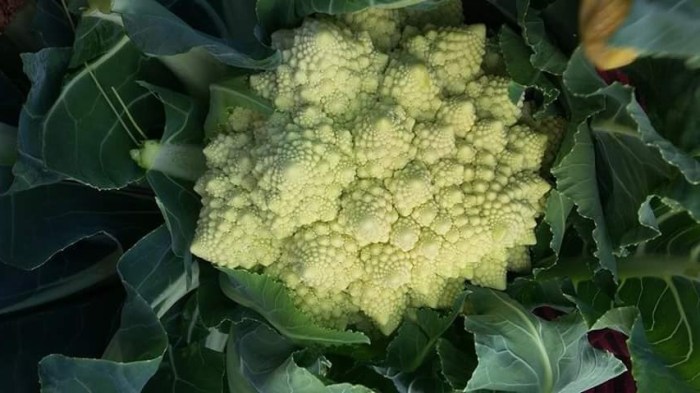 12540640_971275159632477_4844637286263085689_n