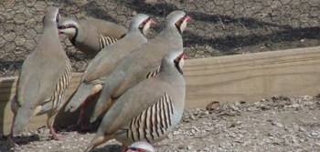 chukar1