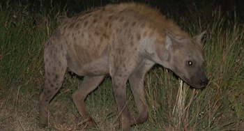 Spotted_hyena