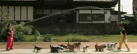 Best-GIF-ever-A-dozen-dogs-jumping-rope-at-the-same-time