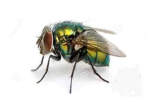 13241365_1265146323497311_1473743745715329562_n