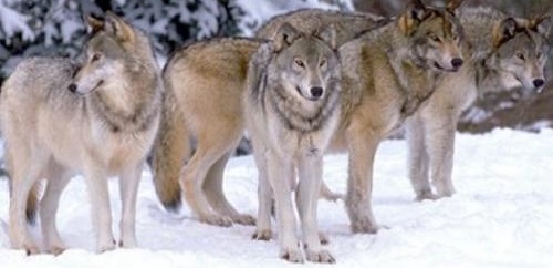 6611-6-or-1391883995