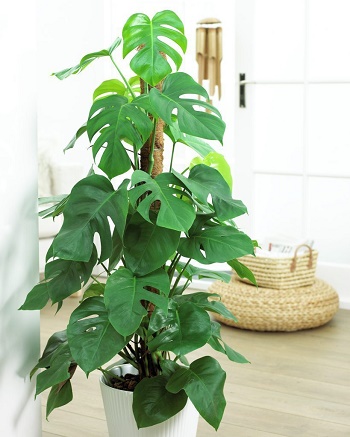 Philodendron pertusum